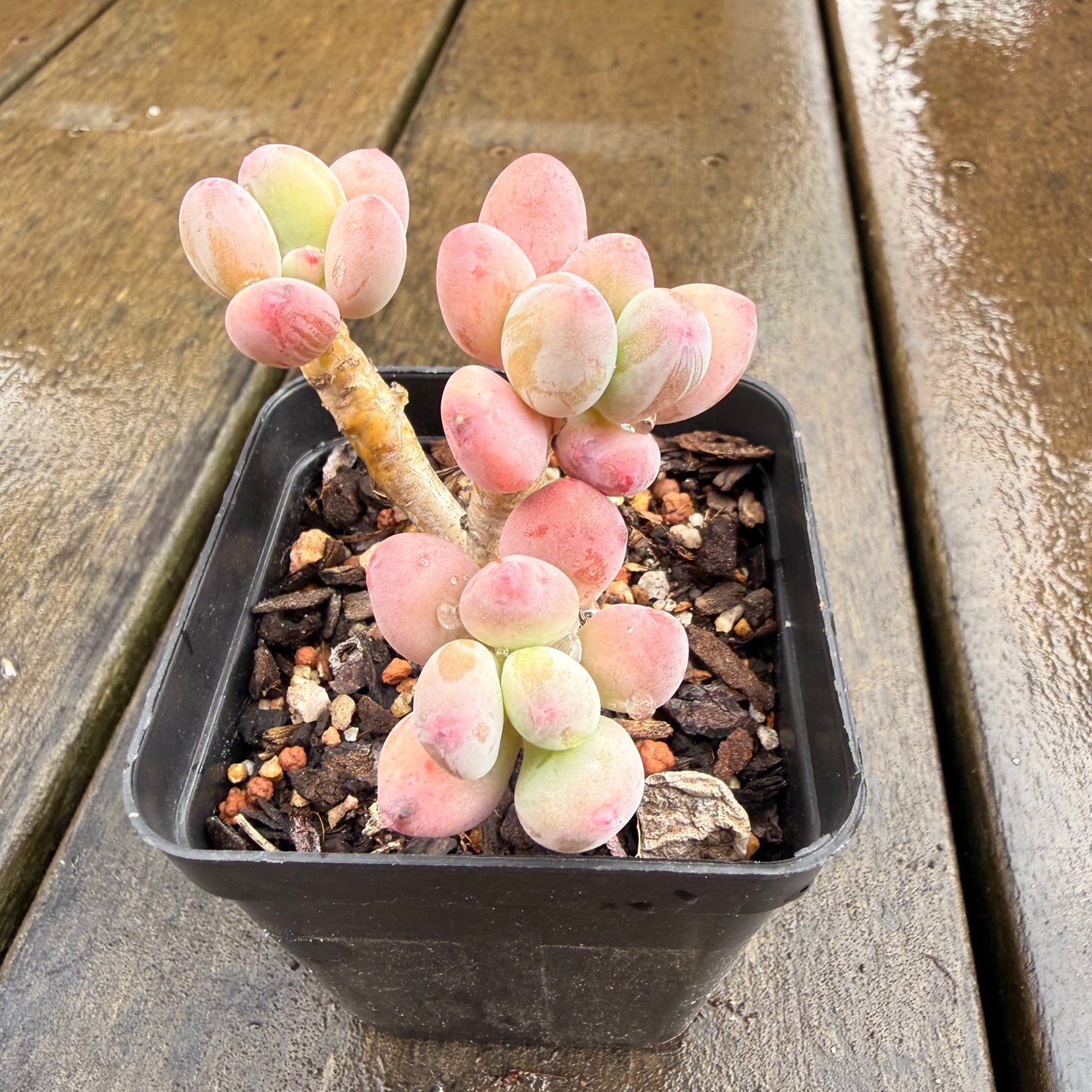 0411 Pachyphytum Garciae