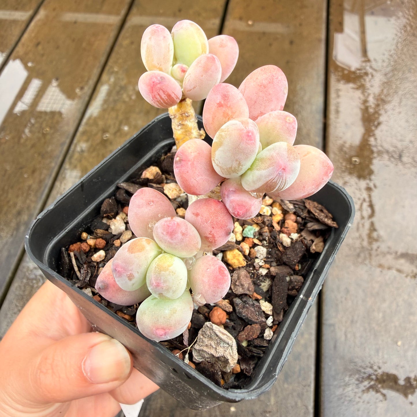 0411 Pachyphytum Garciae