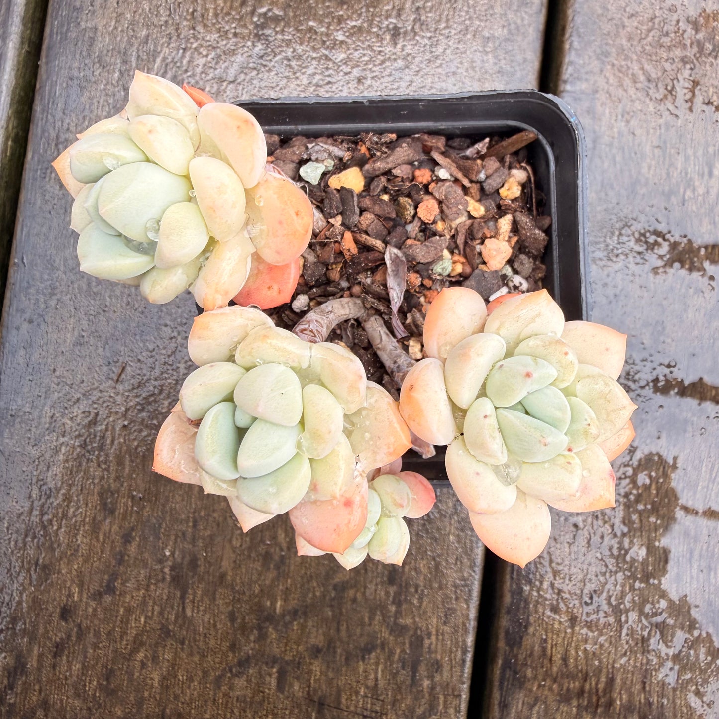 0411 Sedeveria Pudgy