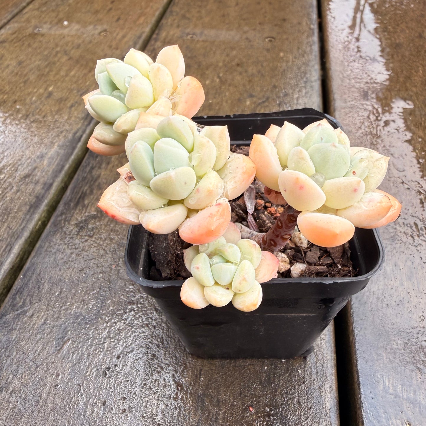 0411 Sedeveria Pudgy