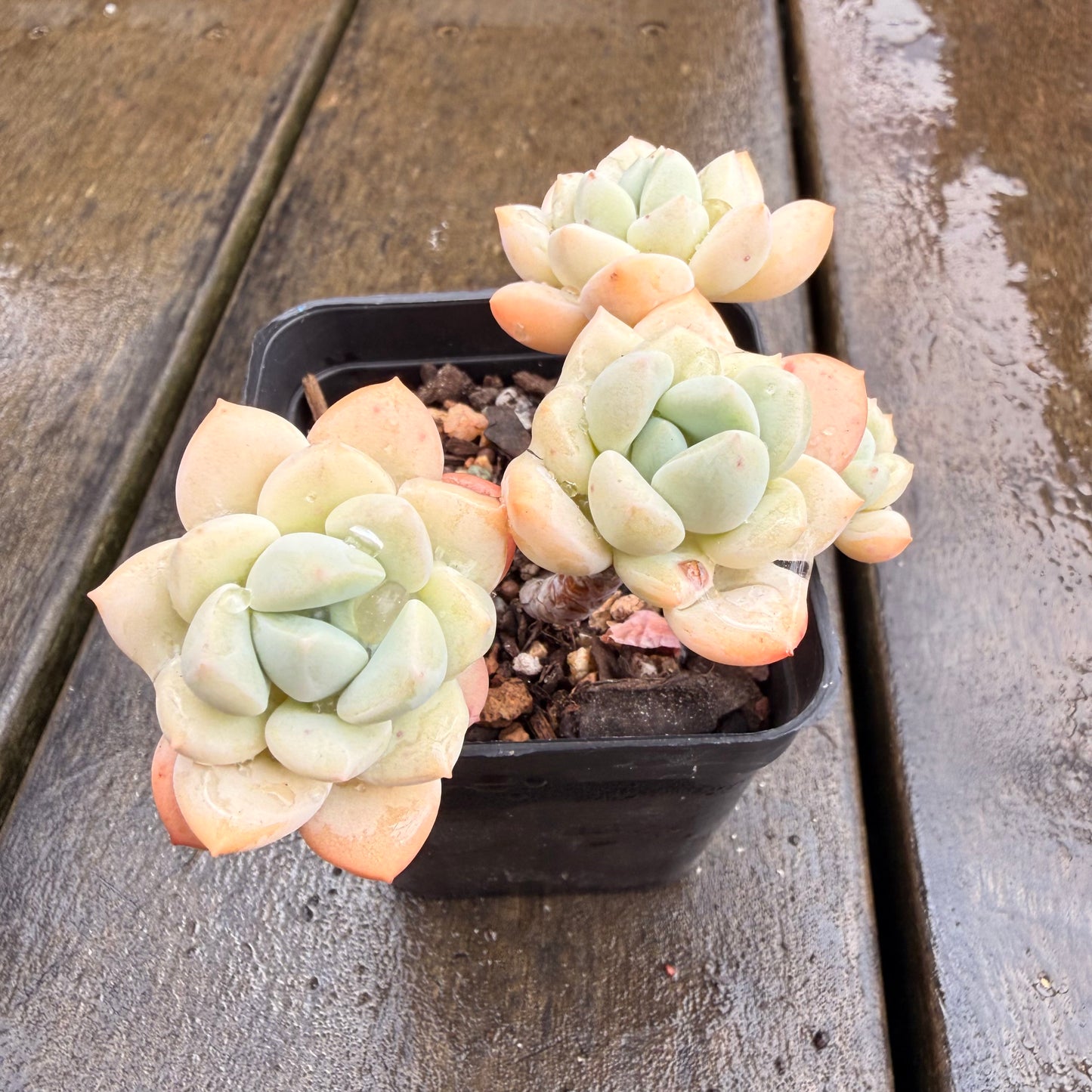 0411 Sedeveria Pudgy
