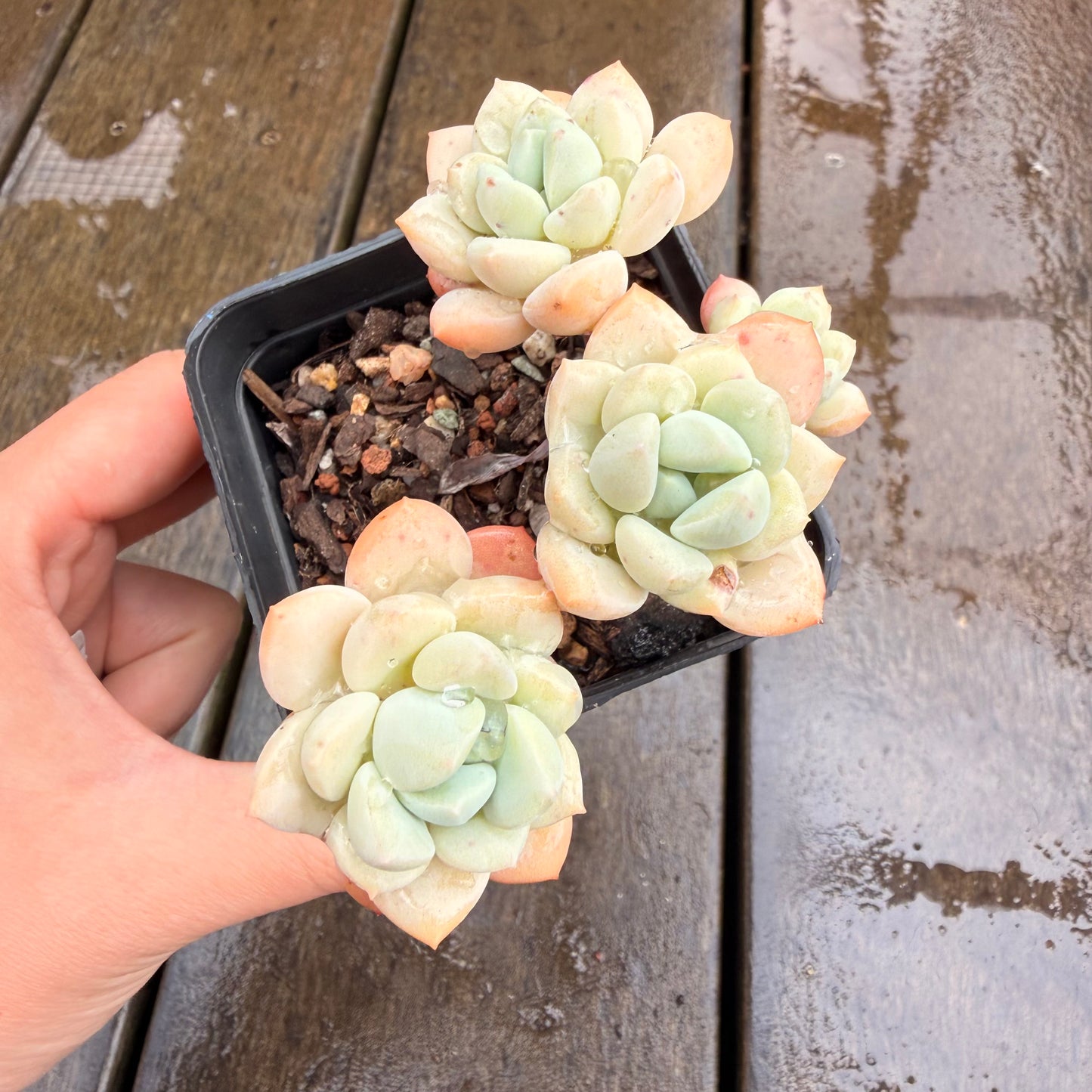 0411 Sedeveria Pudgy