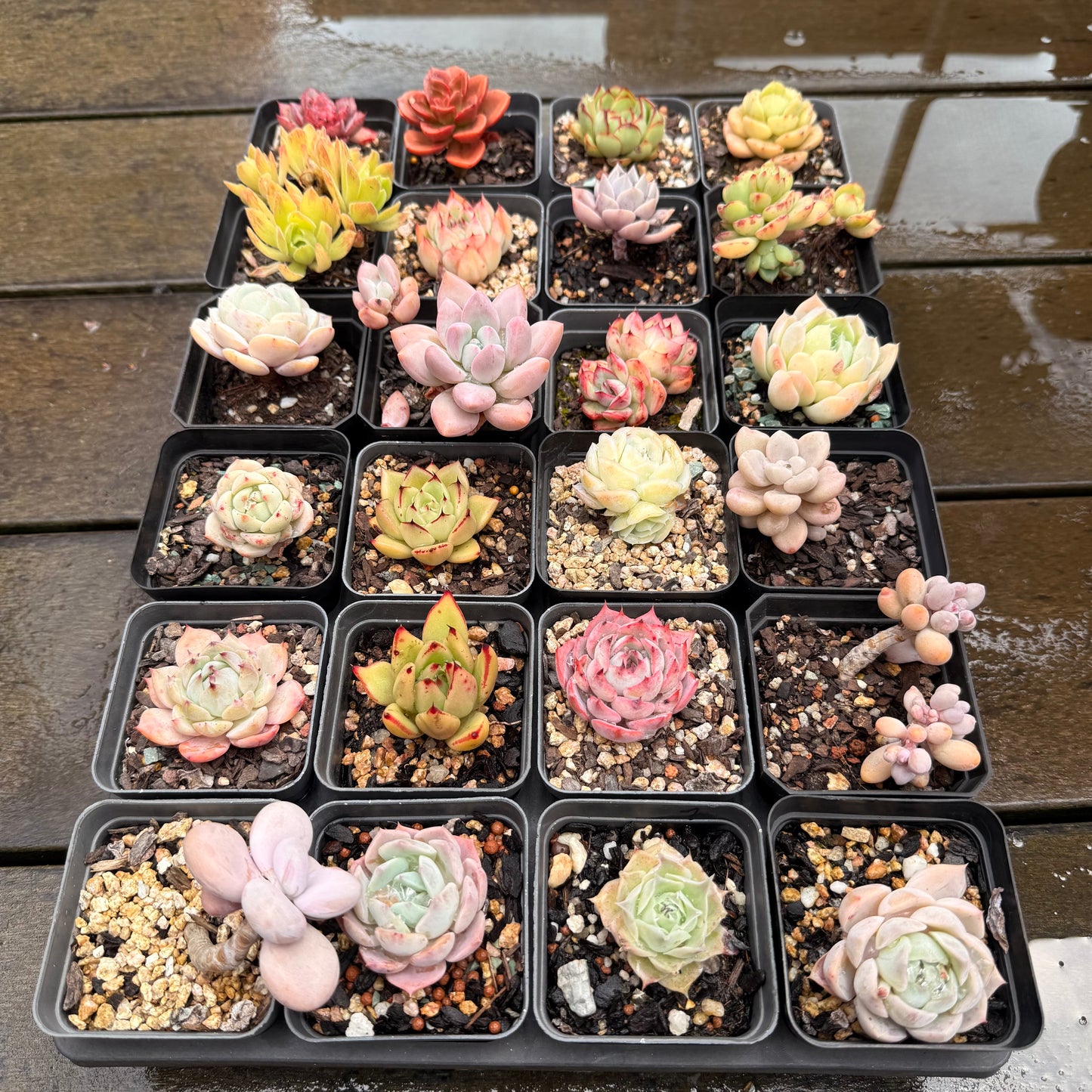 000 Succulent Jumbo Value Pack 24pc [J7]