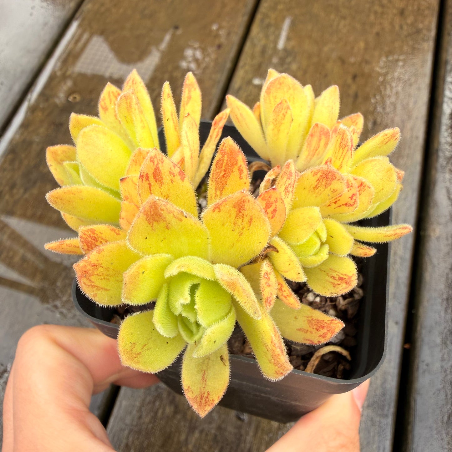 000 Succulent Jumbo Value Pack 24pc [J7]