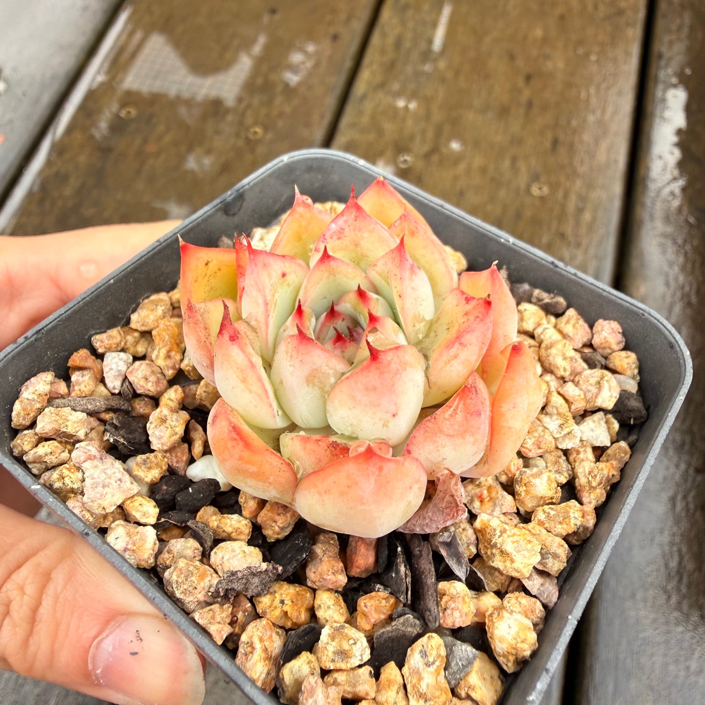 000 Succulent Jumbo Value Pack 24pc [J7]