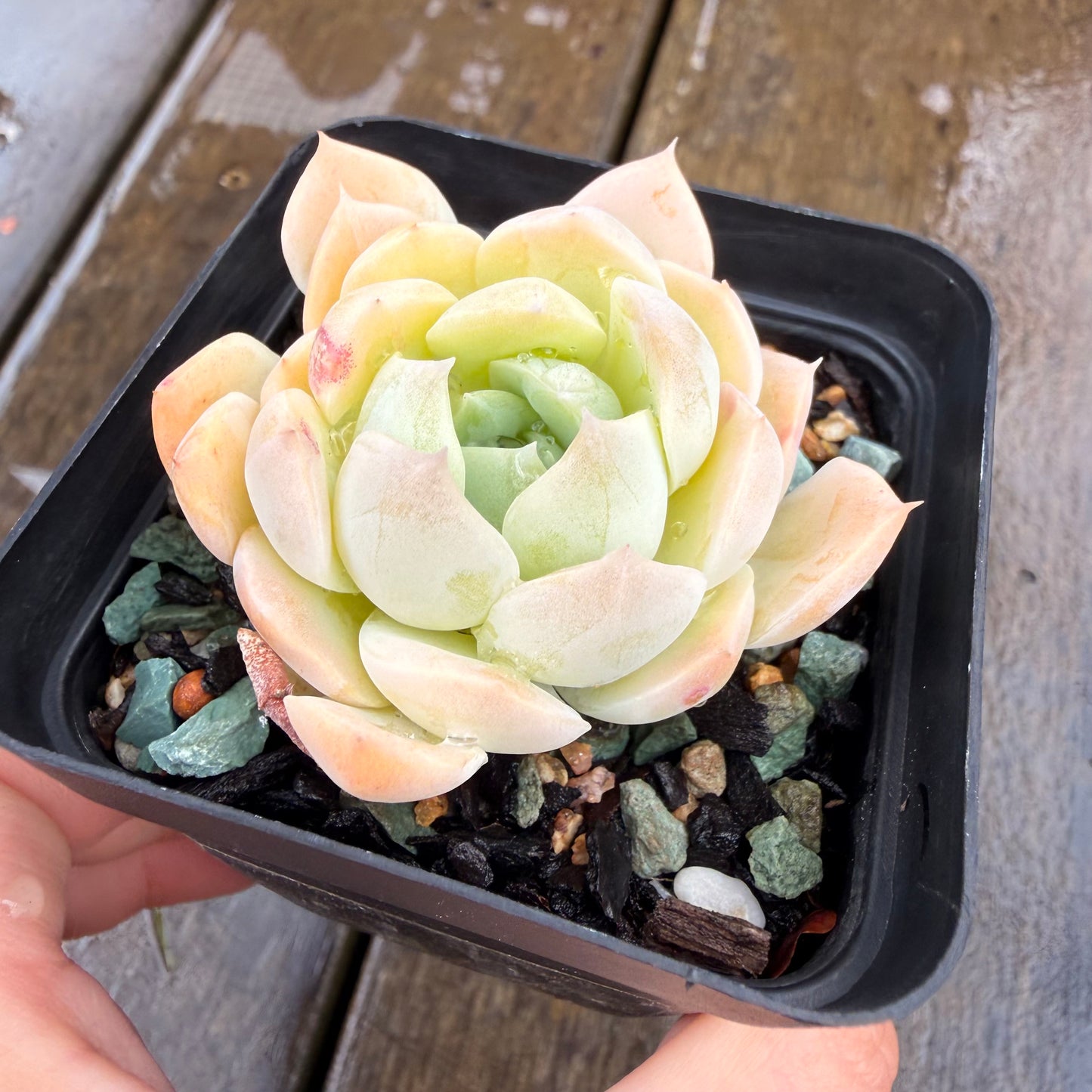 000 Succulent Jumbo Value Pack 24pc [J7]