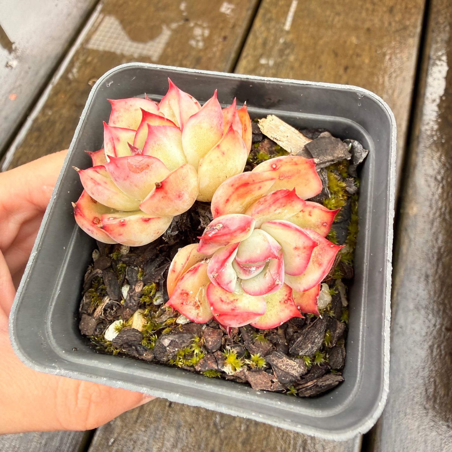 000 Succulent Jumbo Value Pack 24pc [J7]