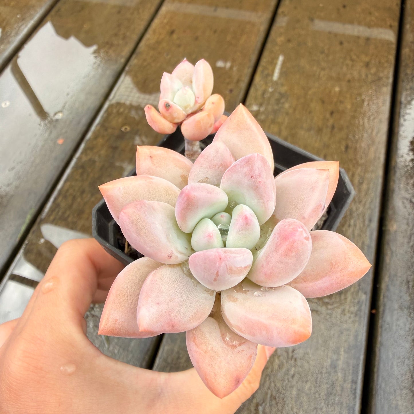 000 Succulent Jumbo Value Pack 24pc [J7]