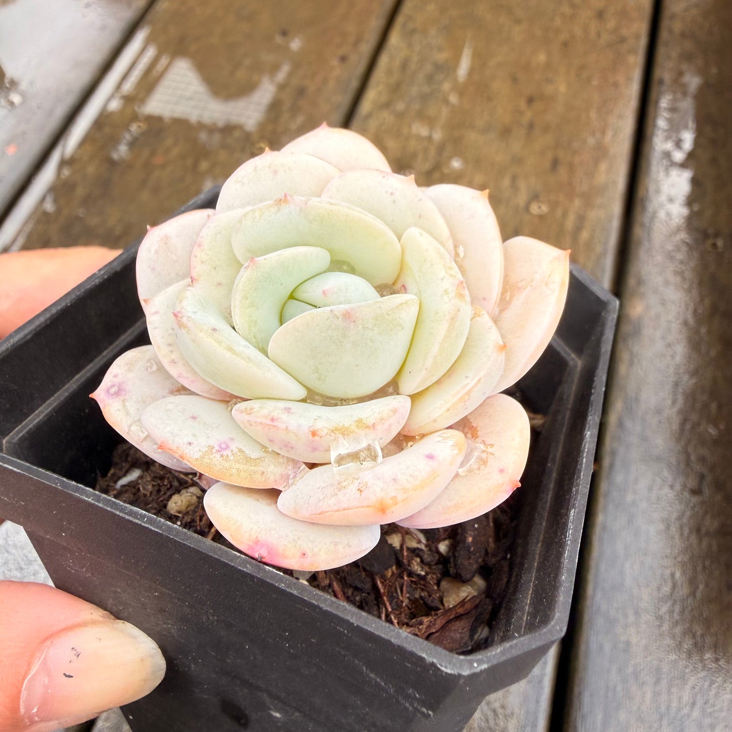 000 Succulent Jumbo Value Pack 24pc [J7]