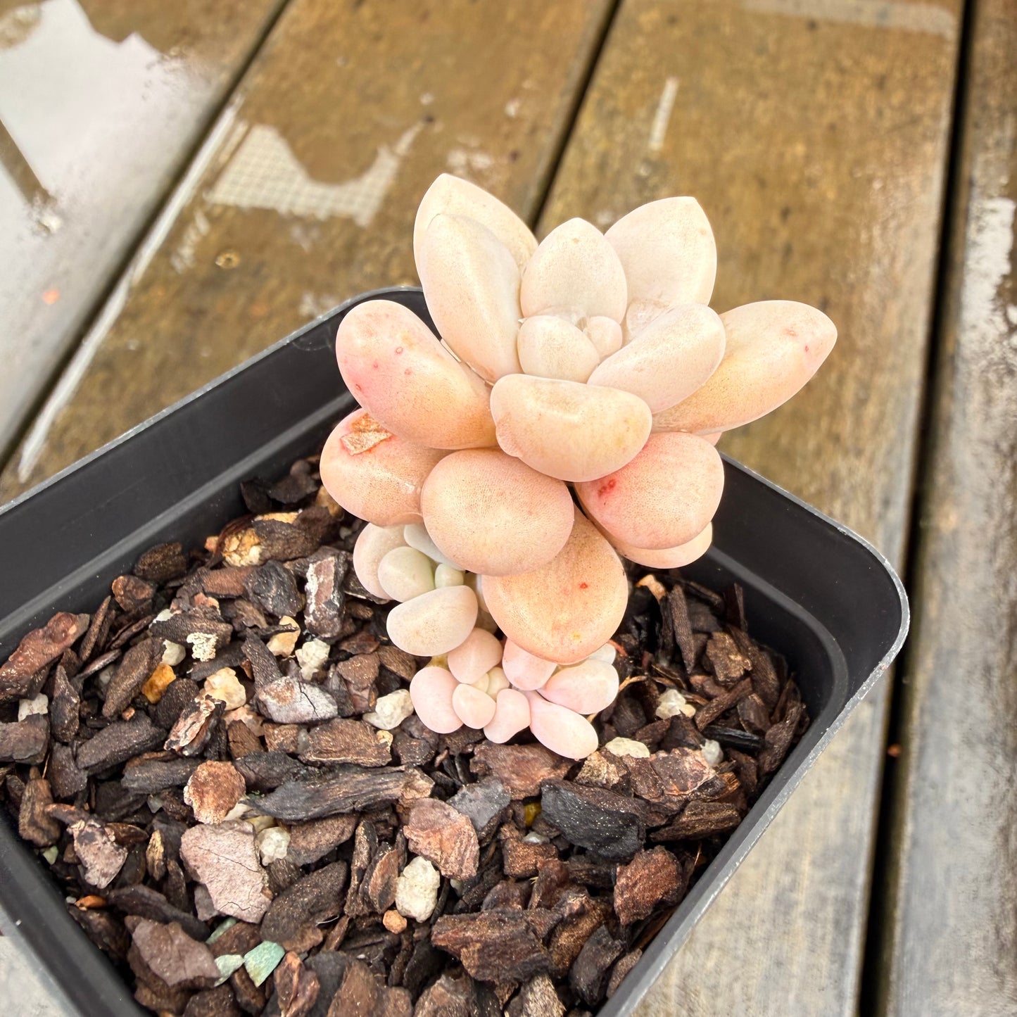 000 Succulent Jumbo Value Pack 24pc [J7]