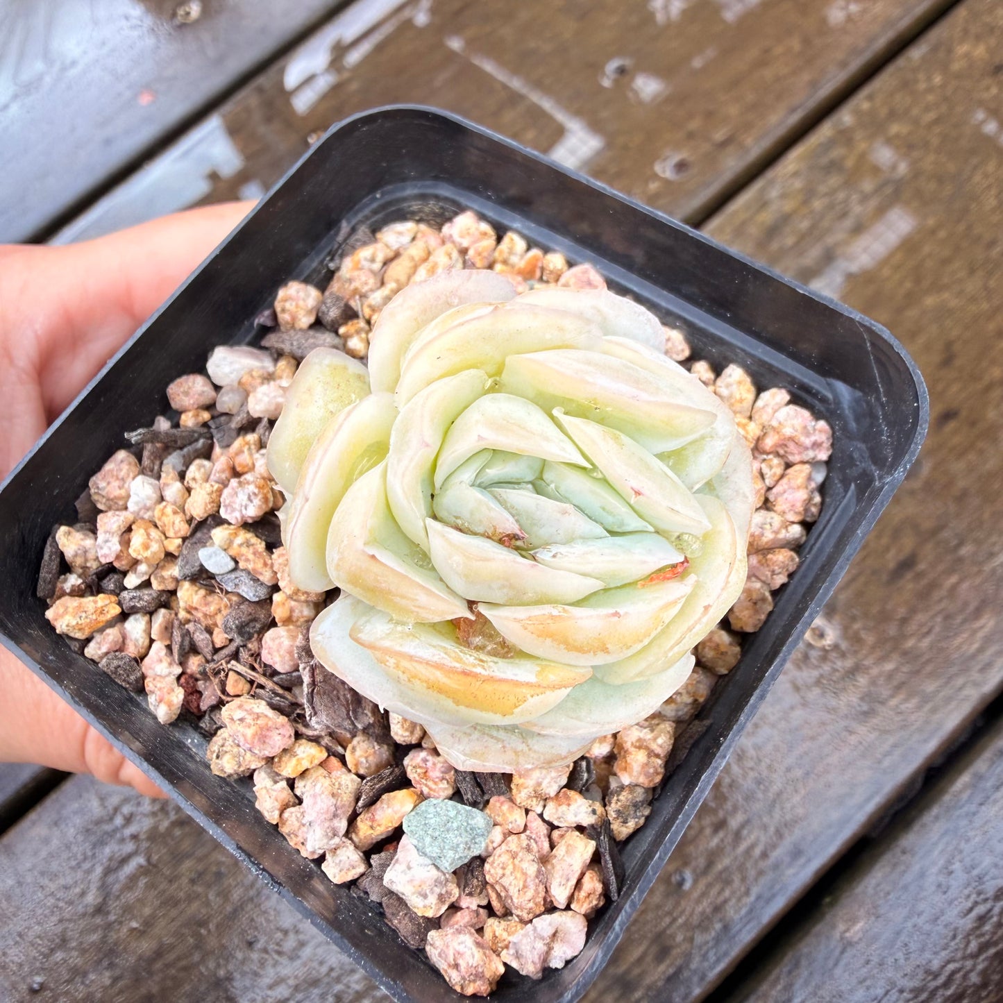 000 Succulent Jumbo Value Pack 24pc [J7]