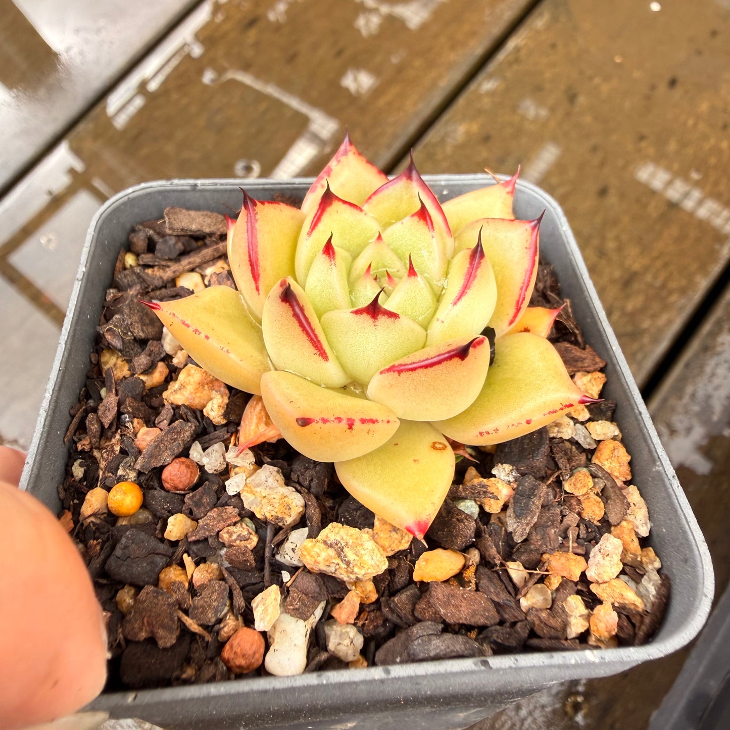 000 Succulent Jumbo Value Pack 24pc [J7]