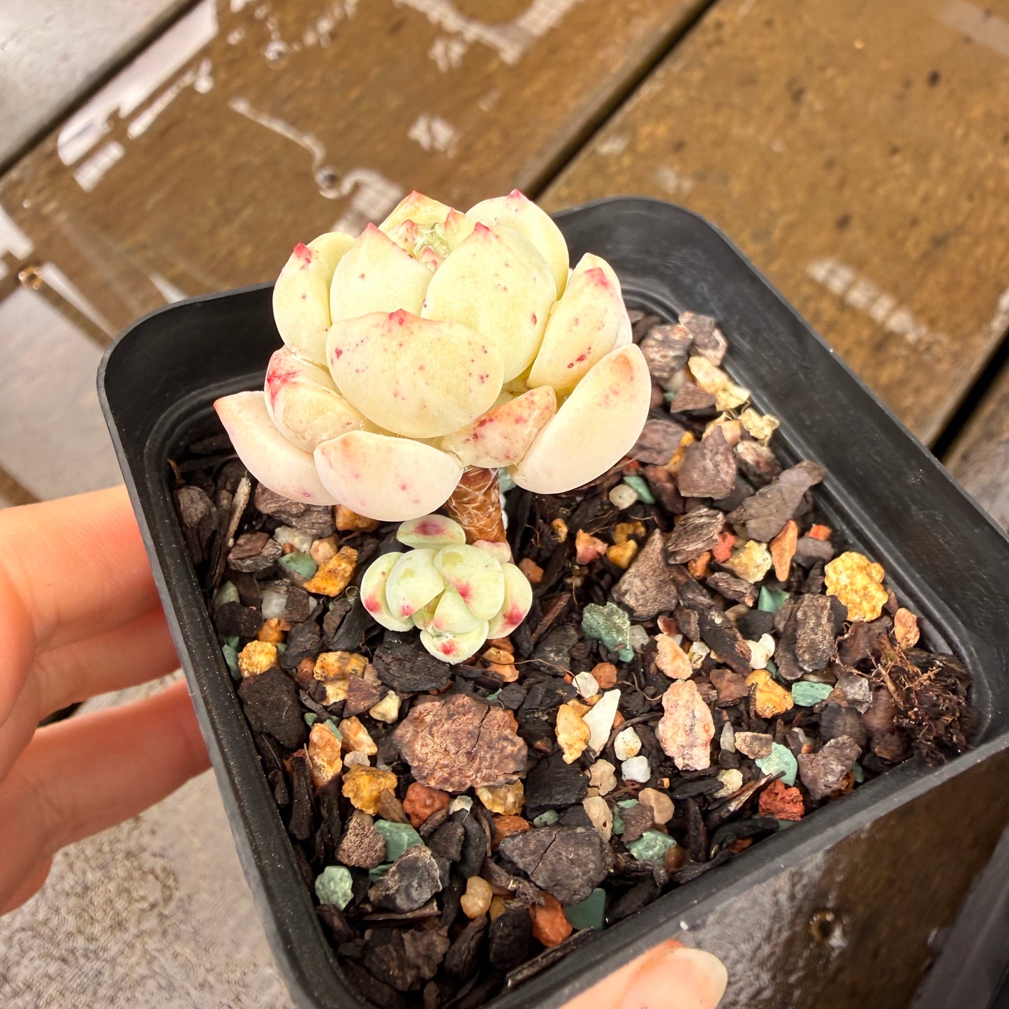 000 Succulent Jumbo Value Pack 24pc [J7]