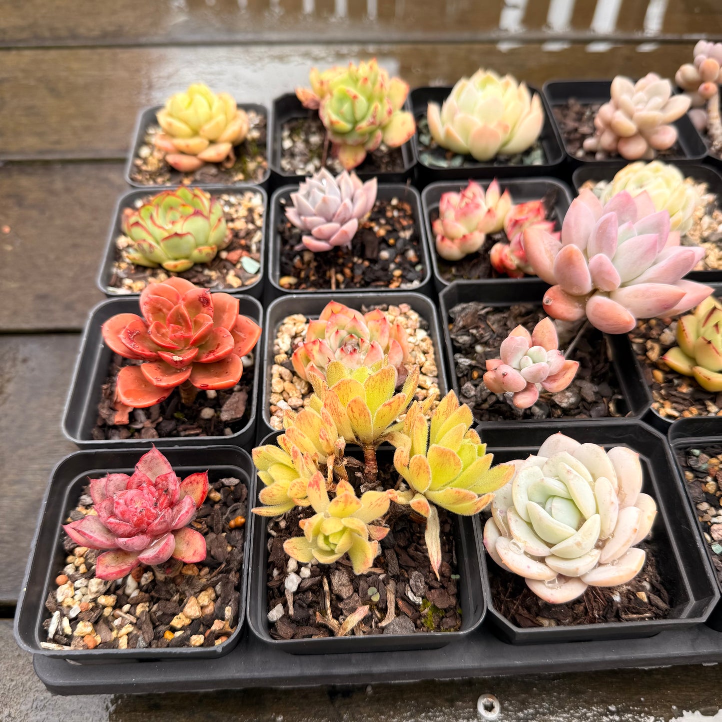 000 Succulent Jumbo Value Pack 24pc [J7]