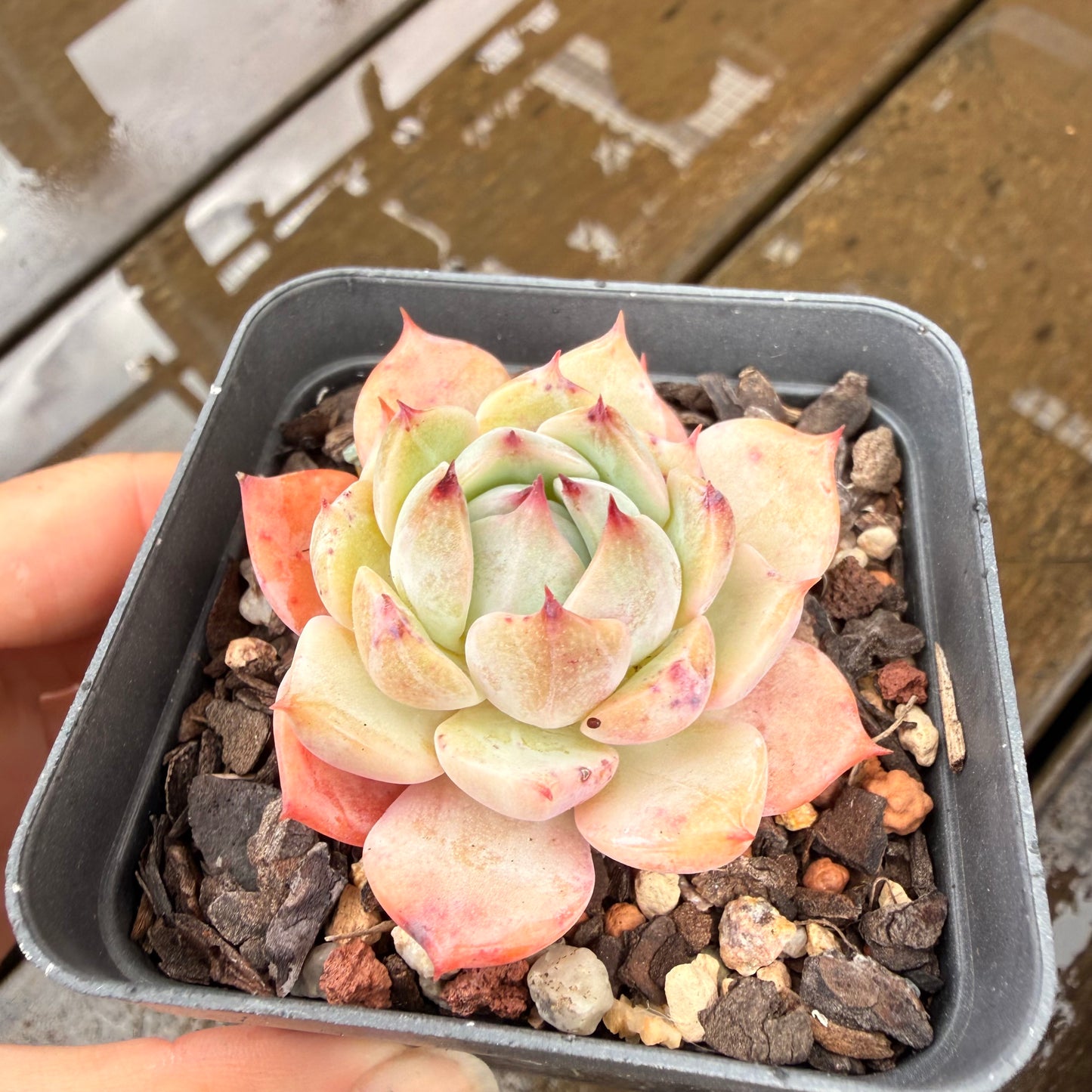 000 Succulent Jumbo Value Pack 24pc [J7]