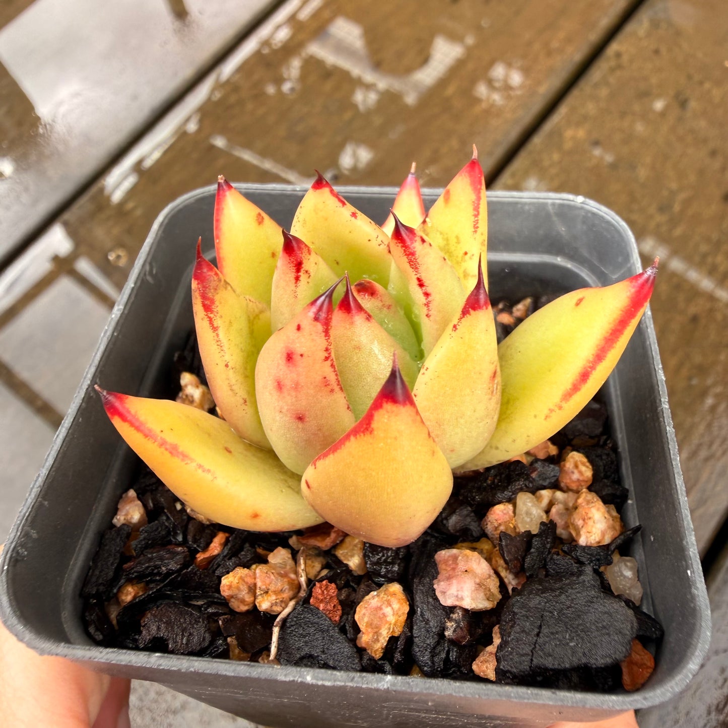 000 Succulent Jumbo Value Pack 24pc [J7]