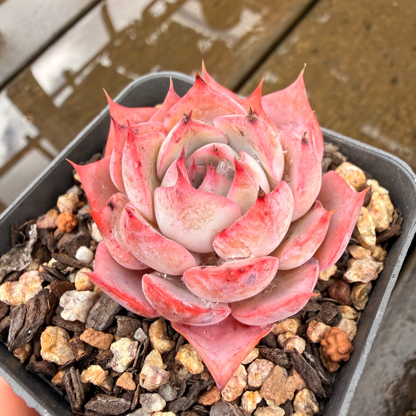 000 Succulent Jumbo Value Pack 24pc [J7]