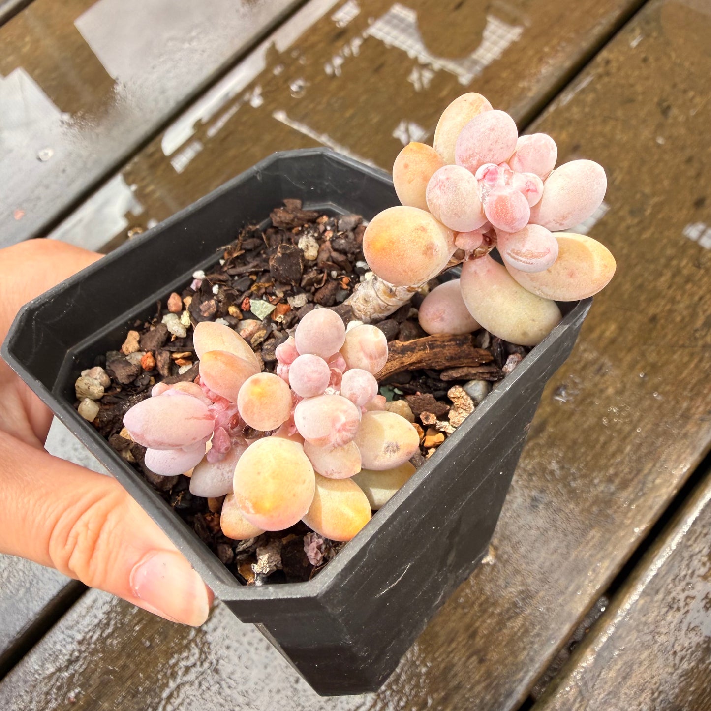 000 Succulent Jumbo Value Pack 24pc [J7]