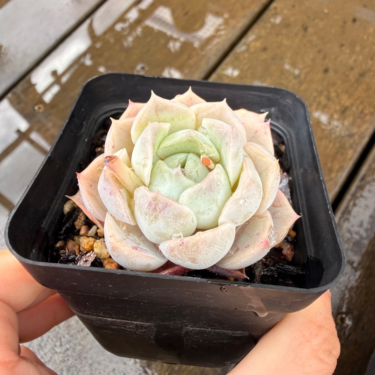 000 Succulent Jumbo Value Pack 24pc [J7]