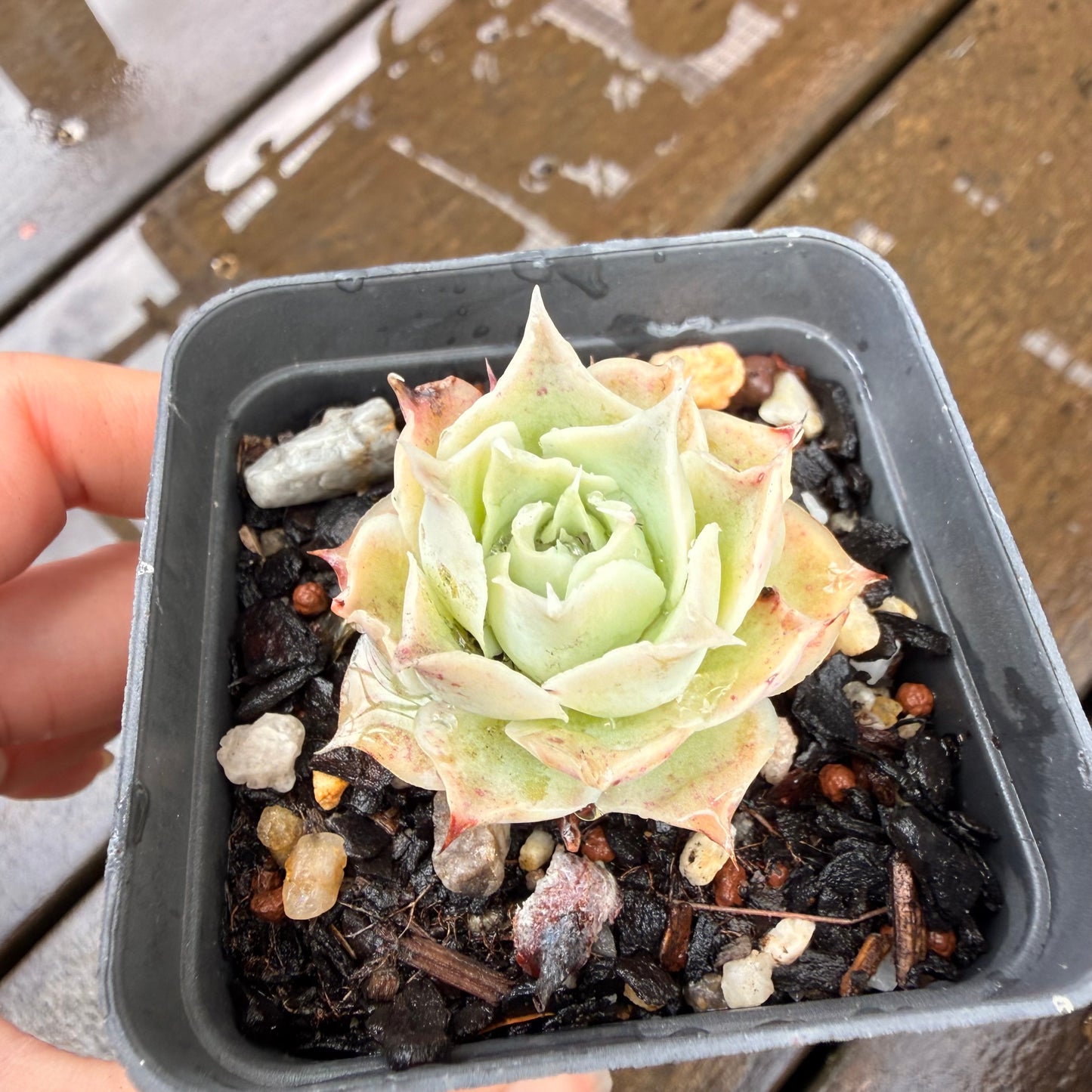 000 Succulent Jumbo Value Pack 24pc [J7]