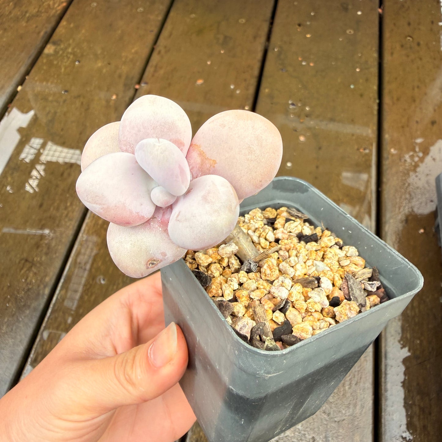 000 Succulent Jumbo Value Pack 24pc [J7]