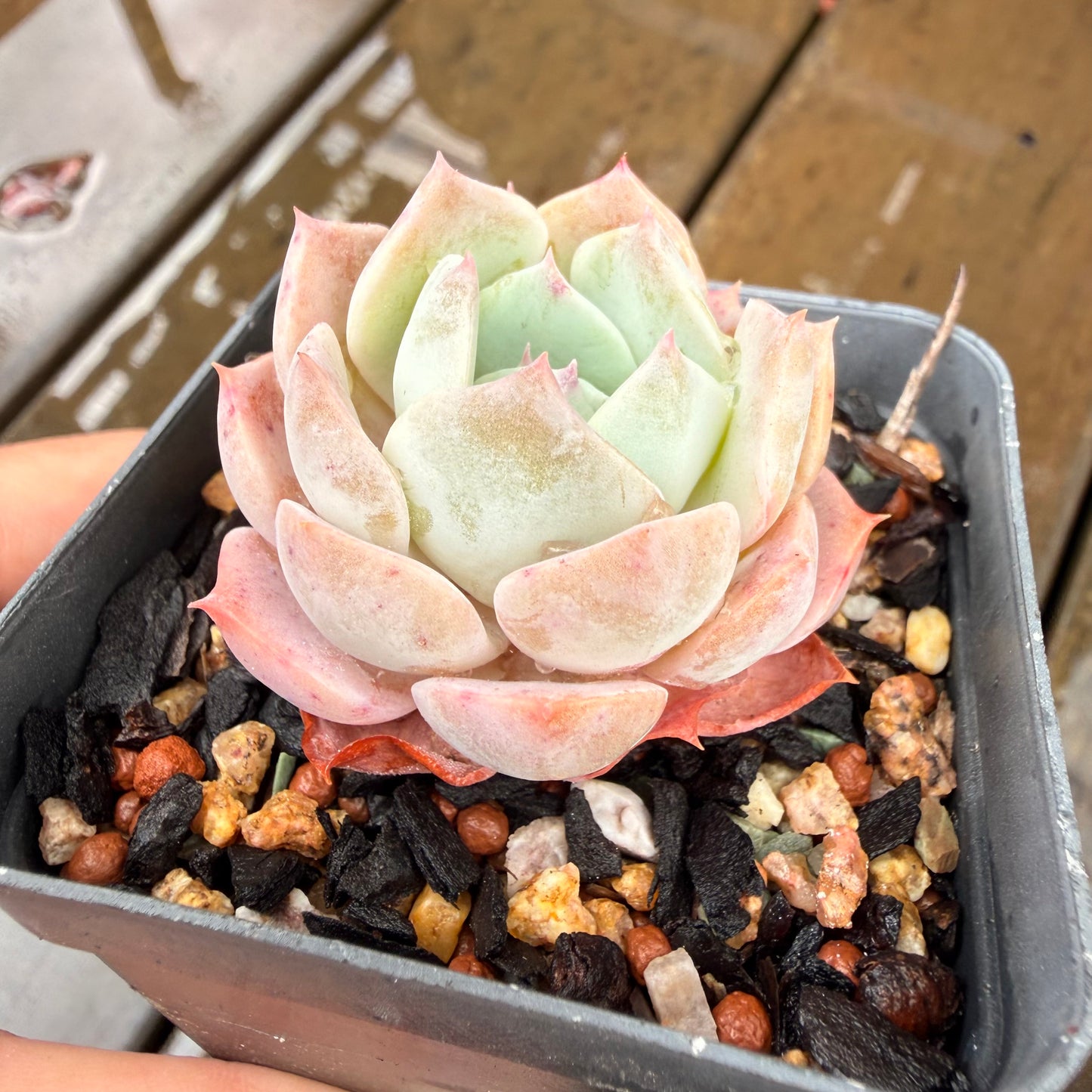 000 Succulent Jumbo Value Pack 24pc [J7]