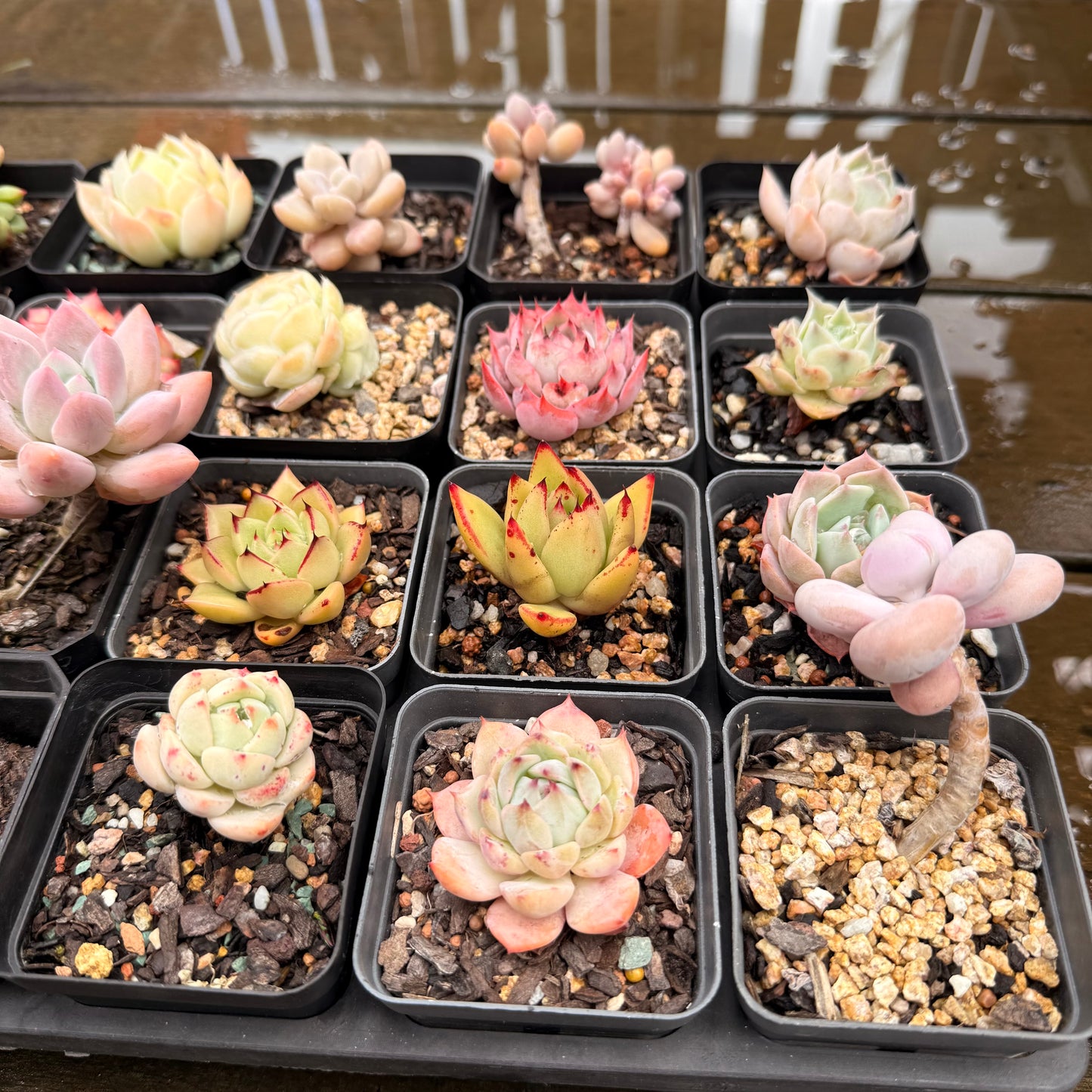 000 Succulent Jumbo Value Pack 24pc [J7]