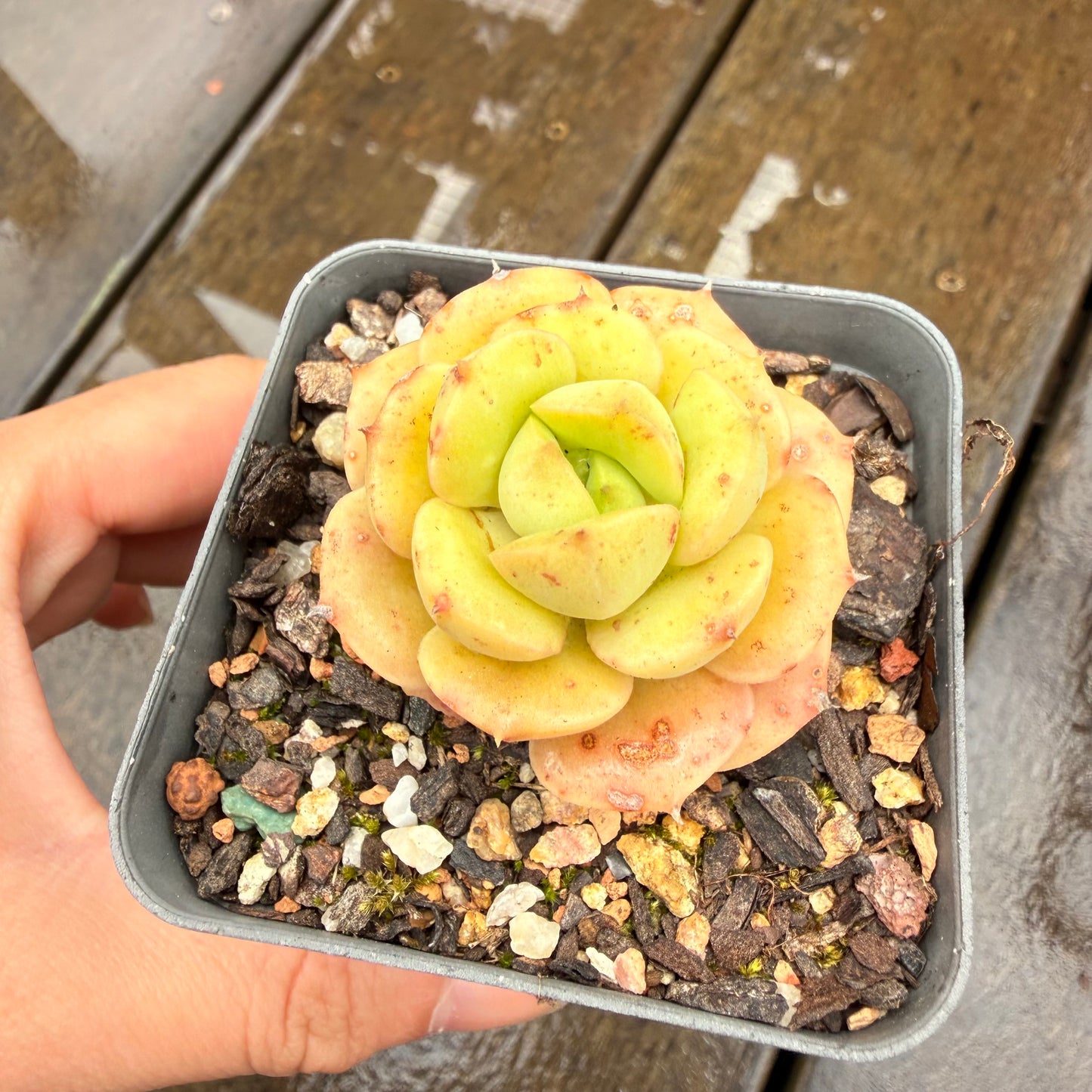 000 Succulent Jumbo Value Pack 24pc [J7]