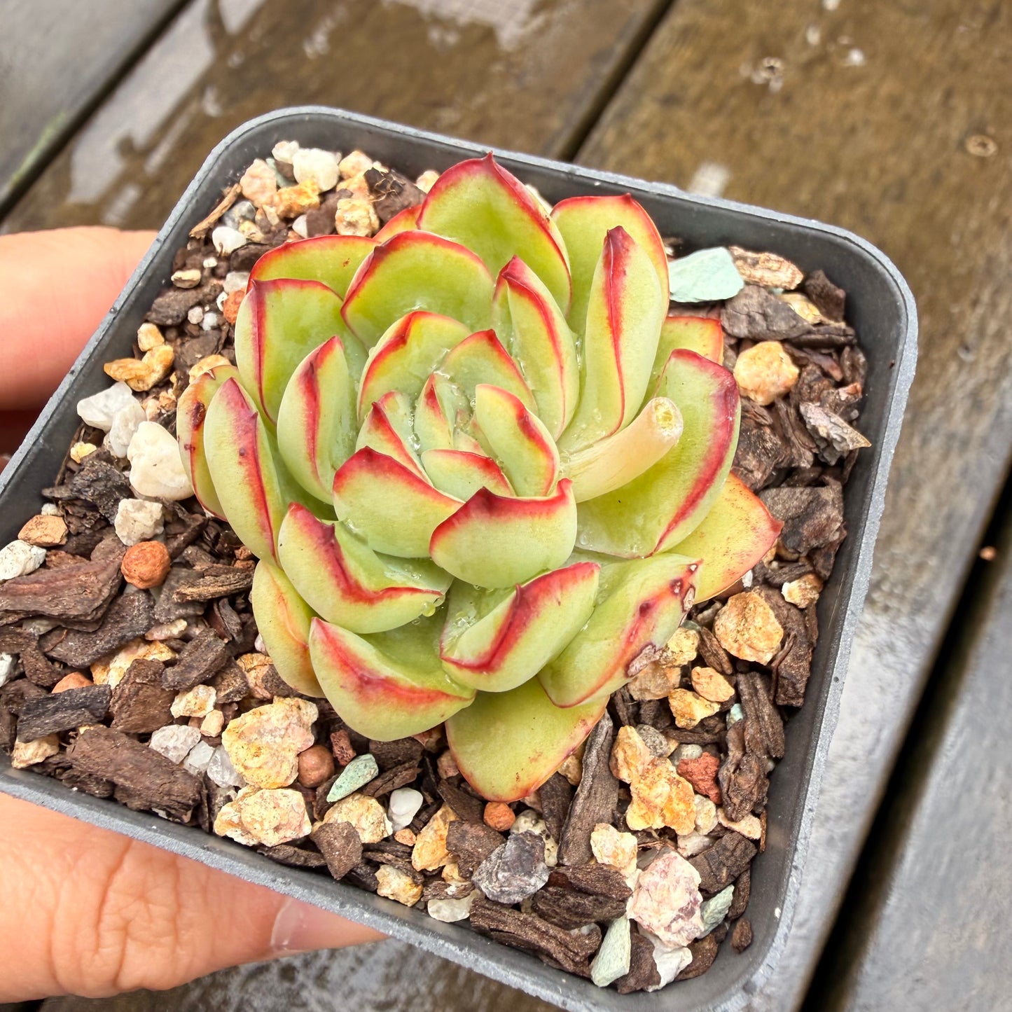 000 Succulent Jumbo Value Pack 24pc [J7]