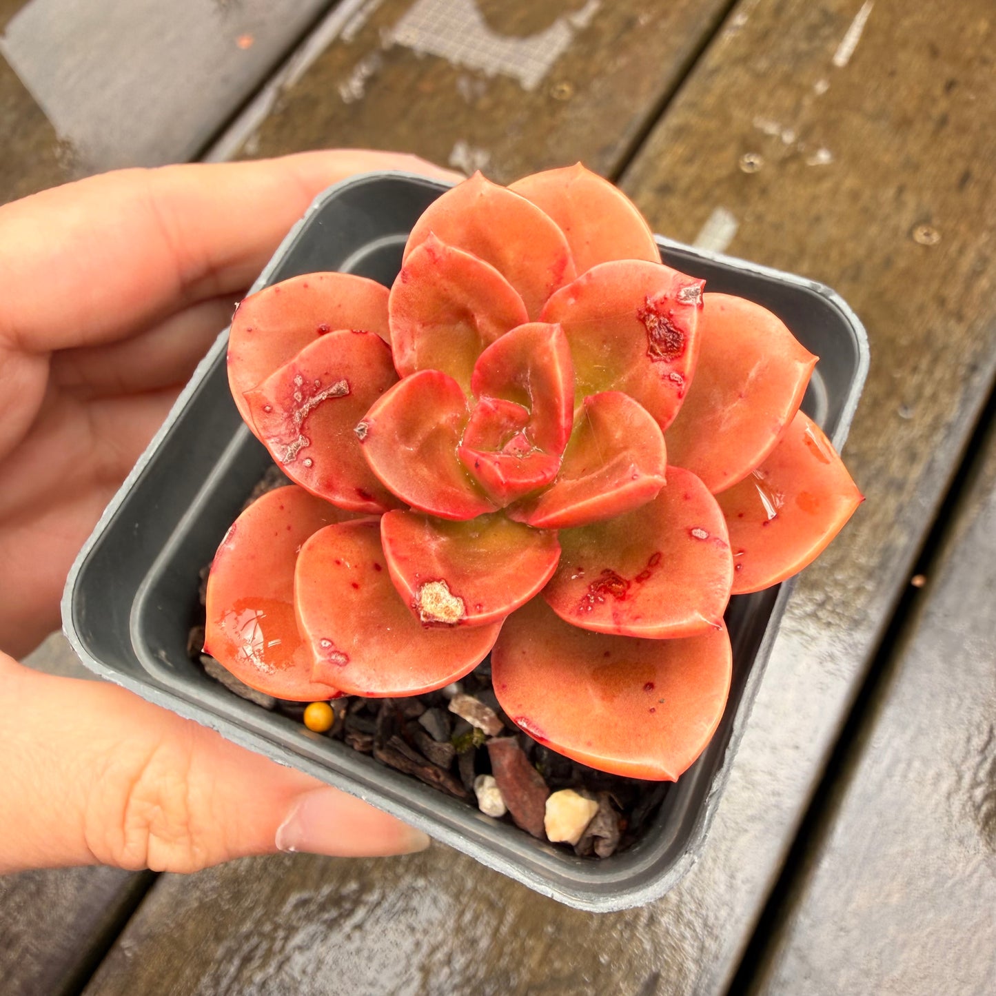 000 Succulent Jumbo Value Pack 24pc [J7]