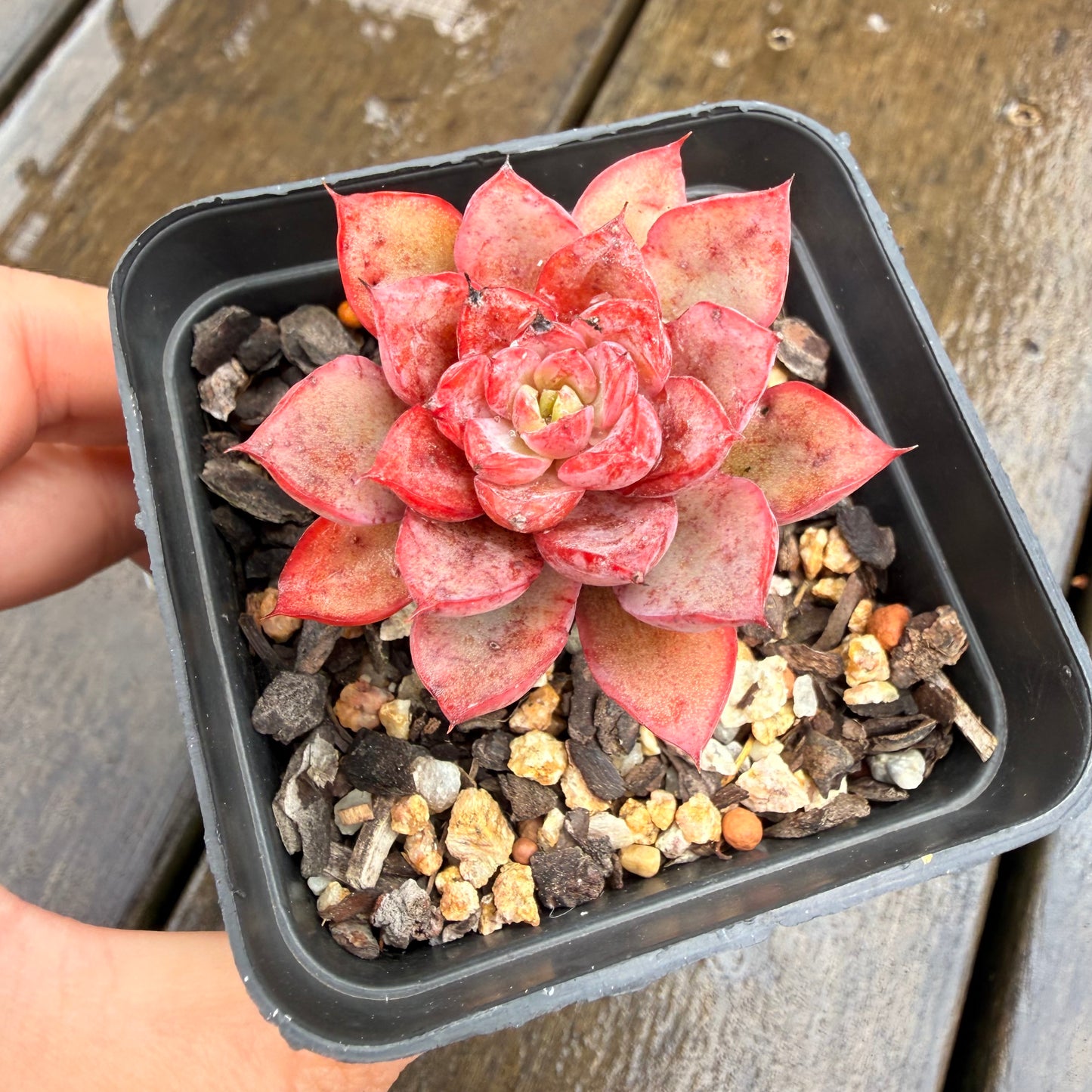 000 Succulent Jumbo Value Pack 24pc [J7]