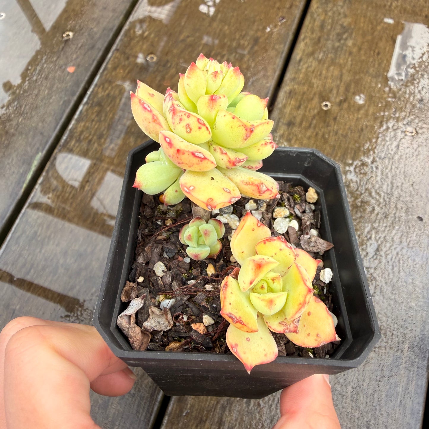 000 Succulent Jumbo Value Pack 24pc [J7]