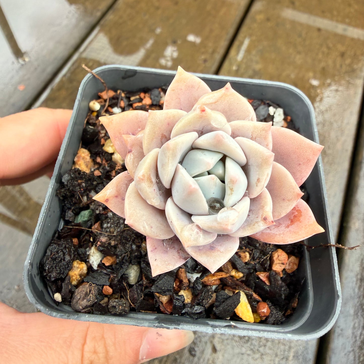 000 Succulent Jumbo Value Pack 24pc [J7]