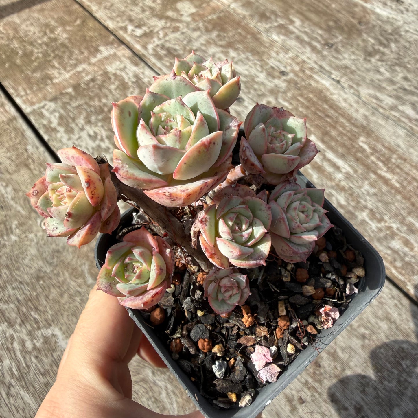 0505 艾格尼丝玫瑰
