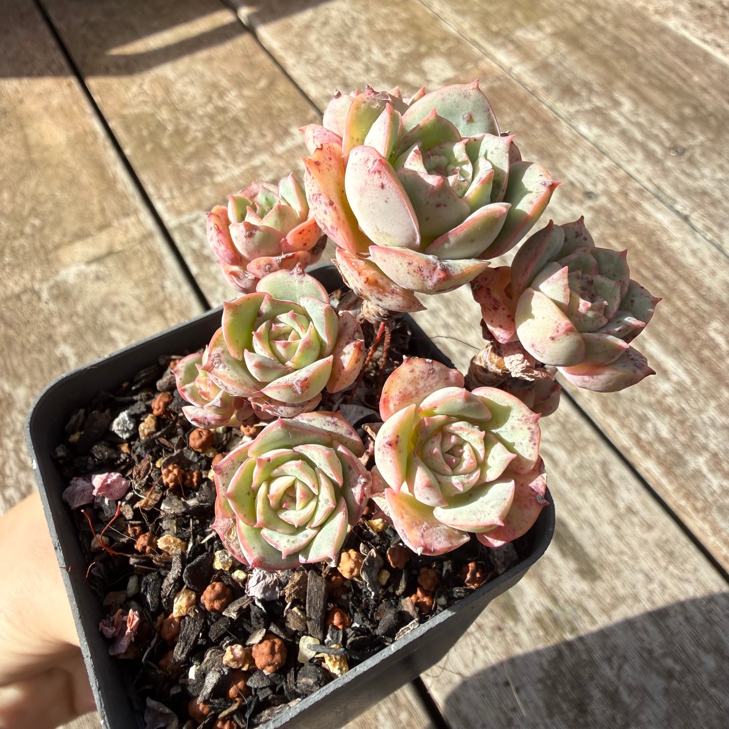 0505 艾格尼丝玫瑰