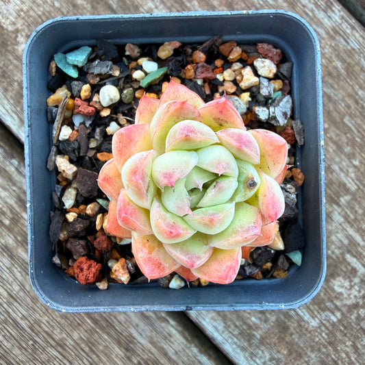 1205 Echeveria Barbie Doll