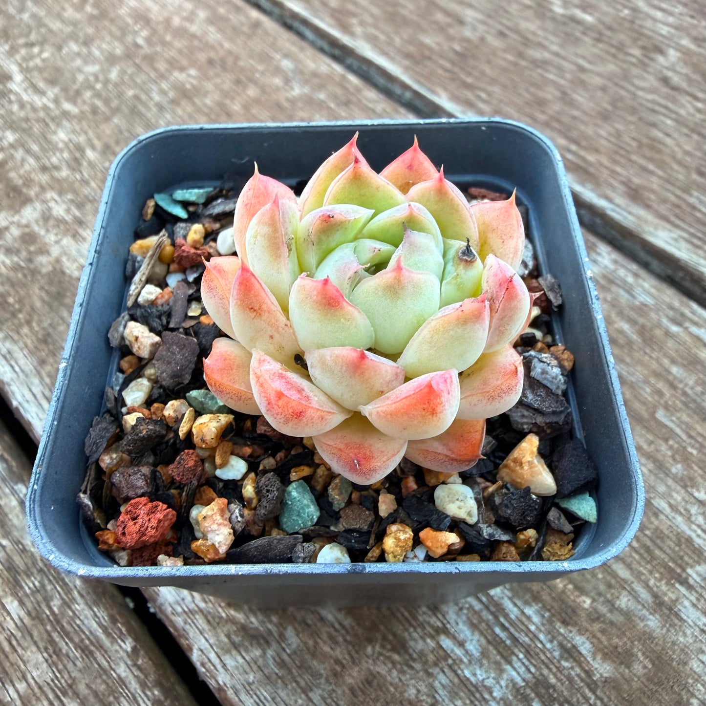 0704 芭比娃娃