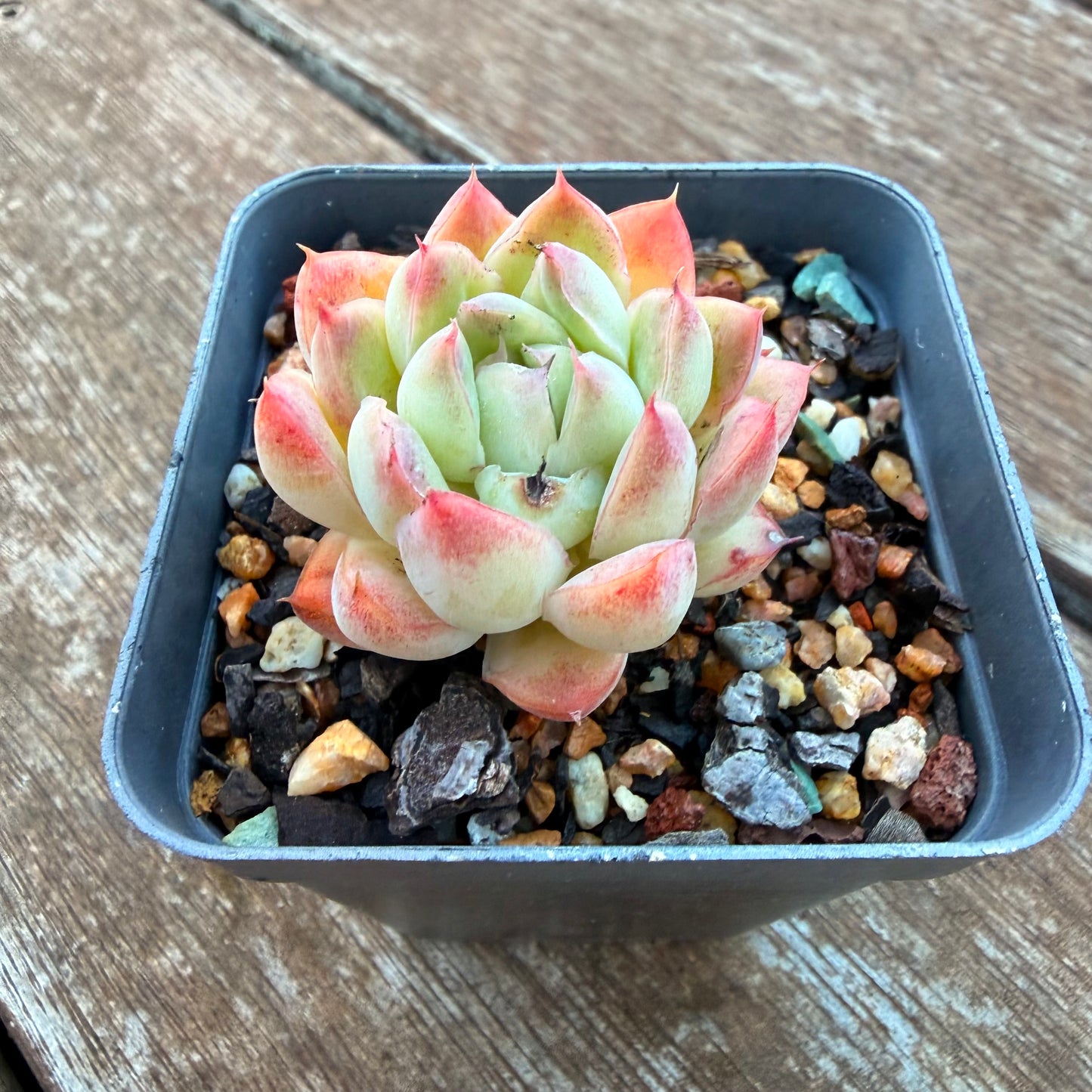 0704 芭比娃娃