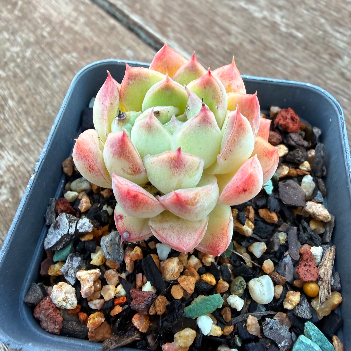 0704 芭比娃娃