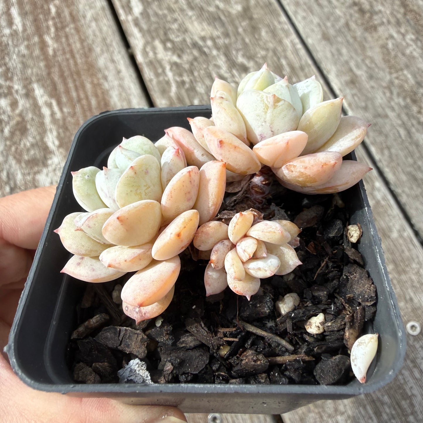 0505 雪船