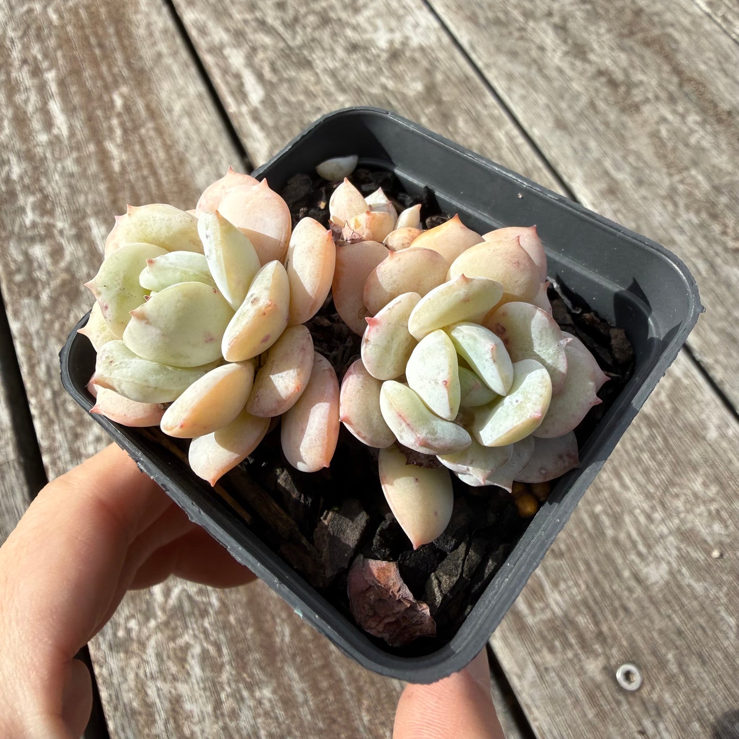 0505 雪船