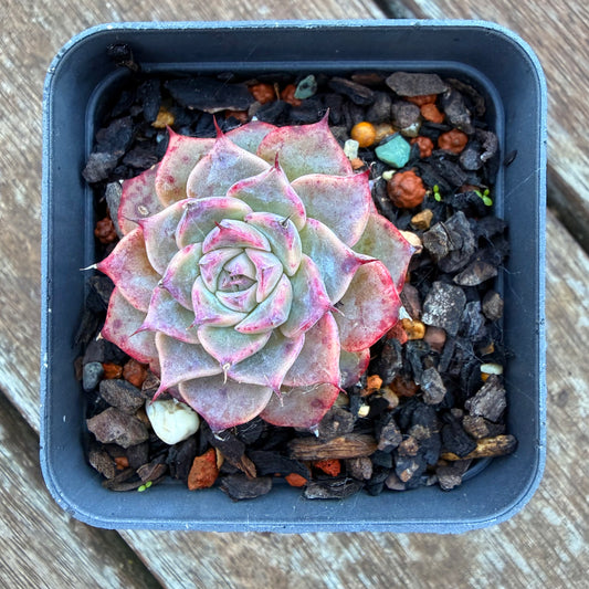 1205 Echeveria Fiona's Choice