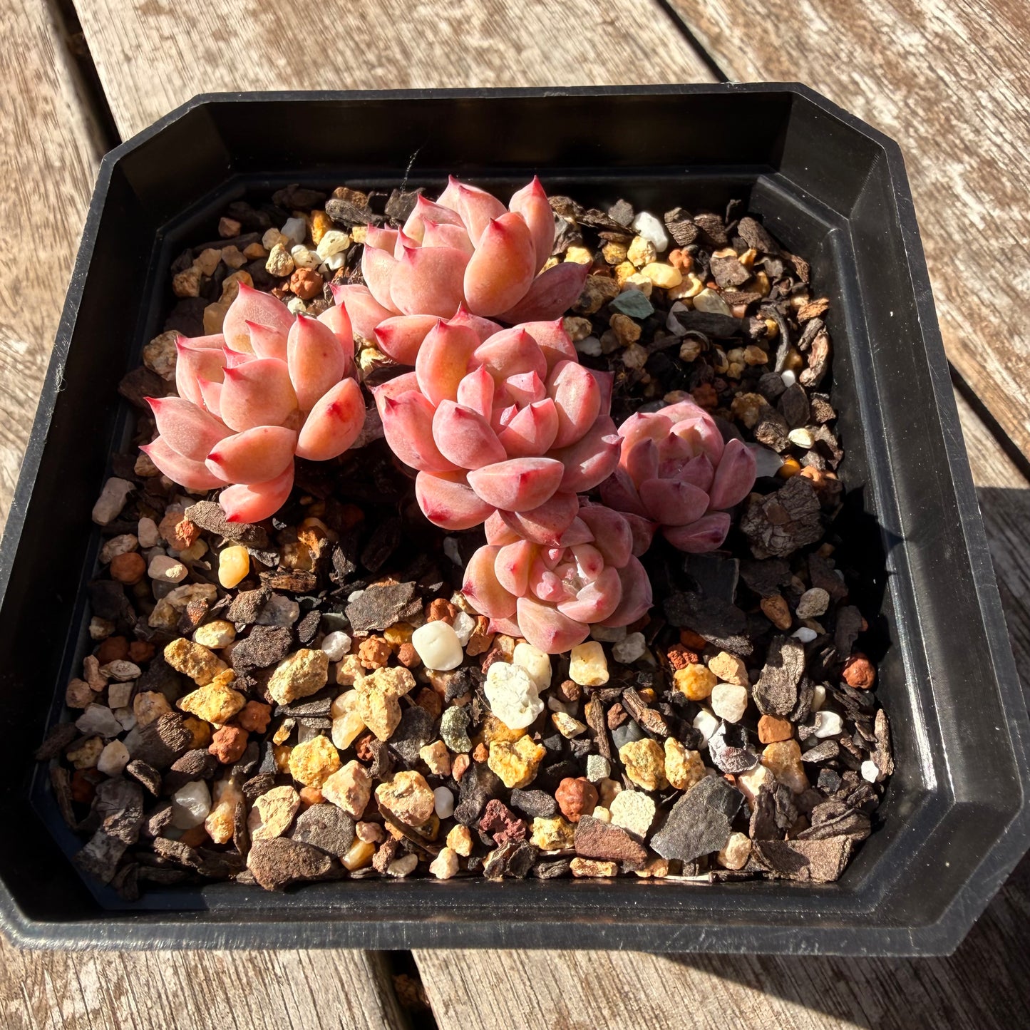 0505 霜花 大群