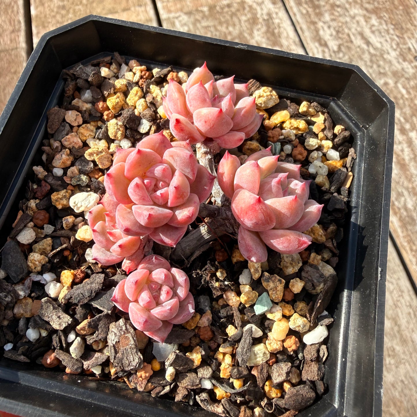 0505 霜花 大群