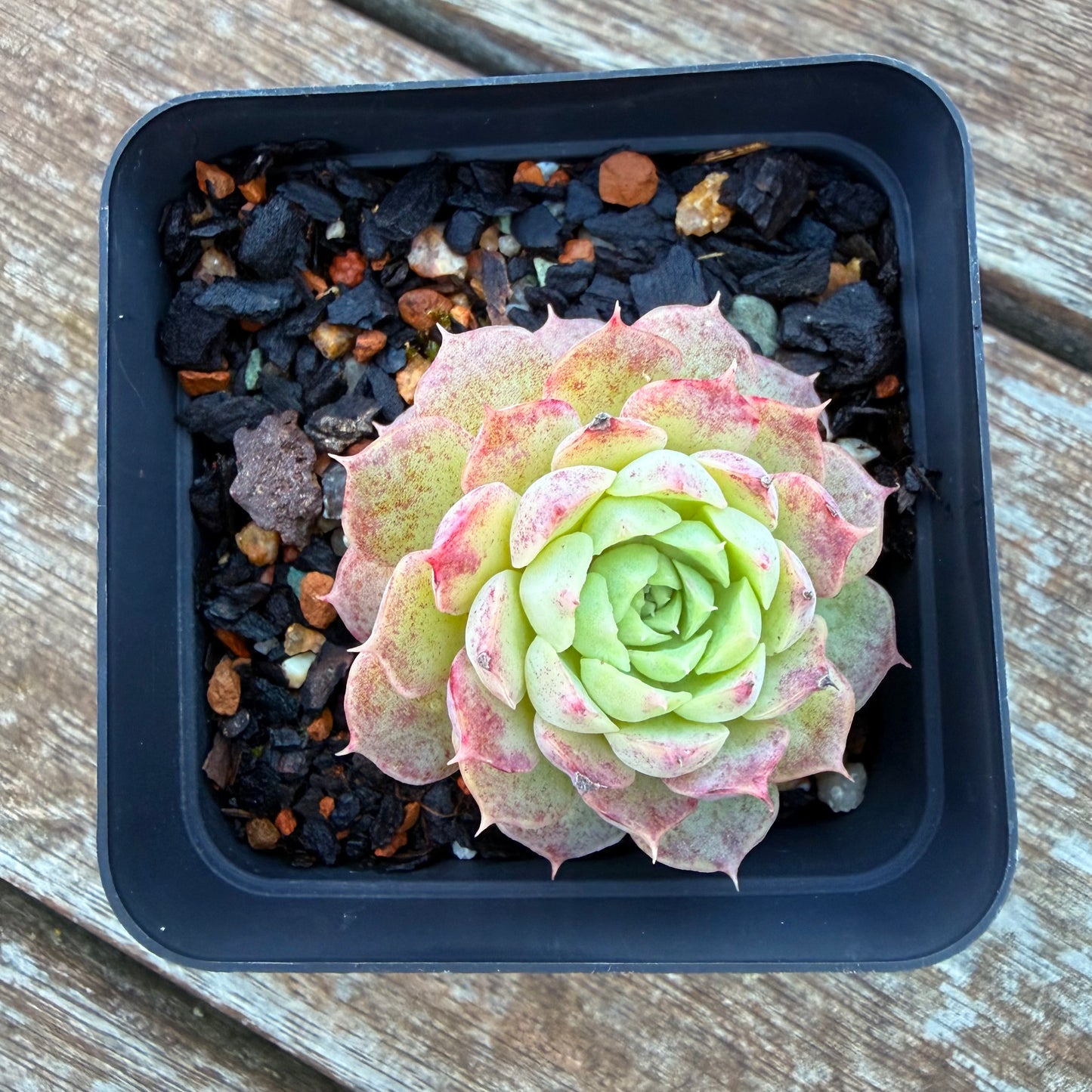 1205 Echeveria Immortal Peach