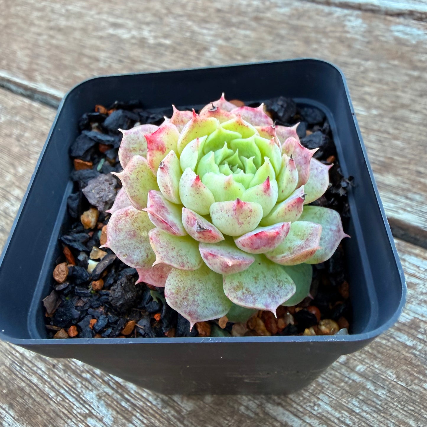 1205 Echeveria Immortal Peach