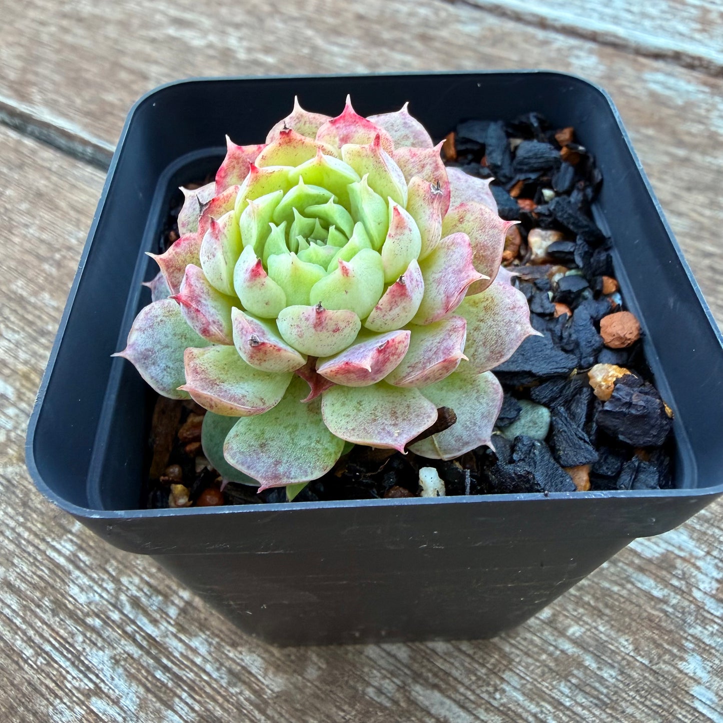 1205 Echeveria Immortal Peach