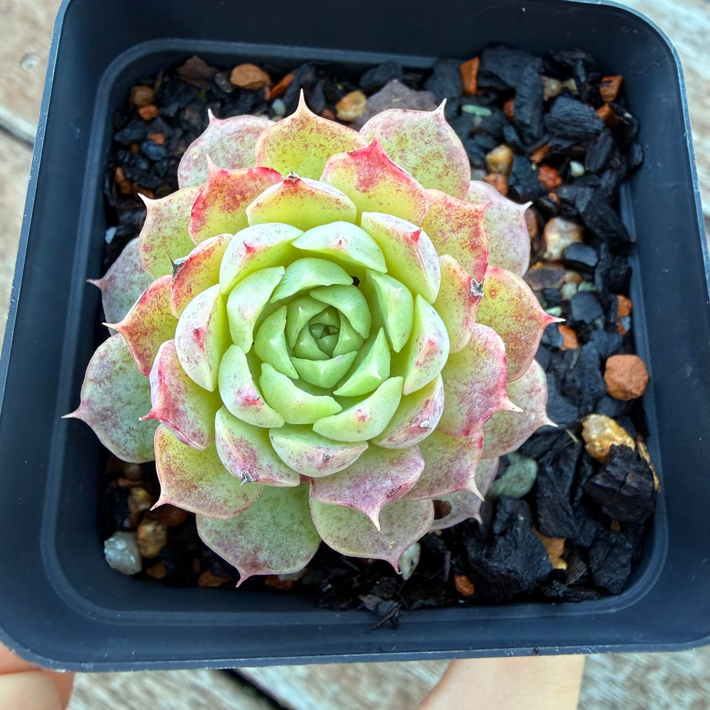 1205 Echeveria Immortal Peach