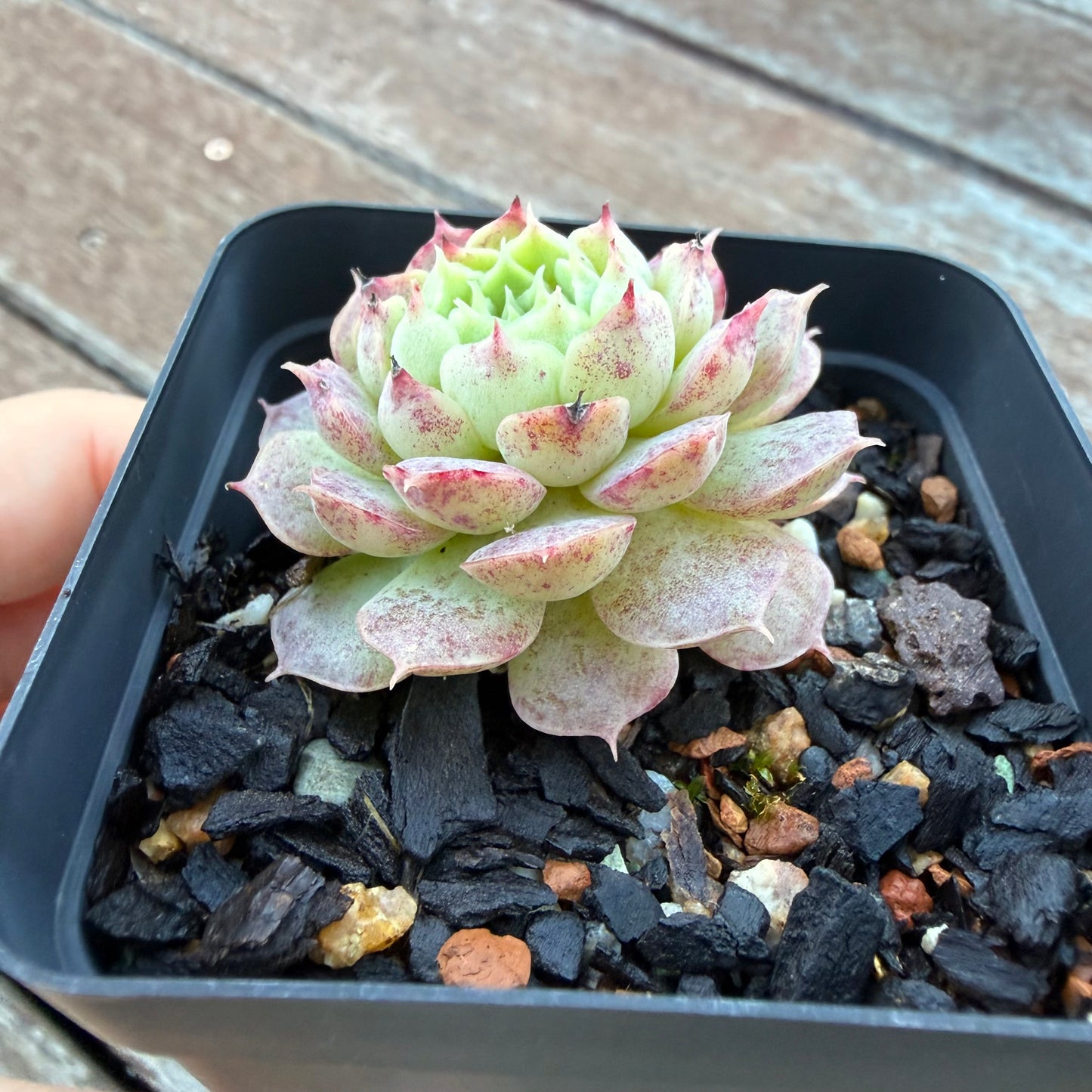 1205 Echeveria Immortal Peach