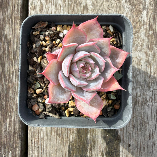0505 Echeveria Laulensis x Tuxpan